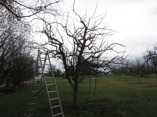 Bild Birnbaum nach dem Schnitt