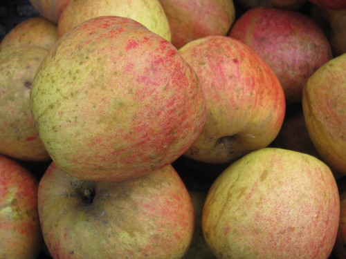 Bild Finkenwerder Herbstprinz