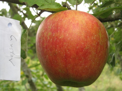 Bild Gustavs Dauerapfel