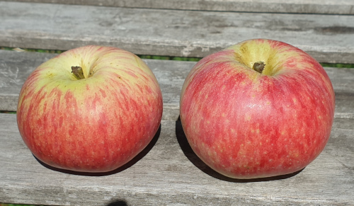 Bild Müschens Rosenapfel