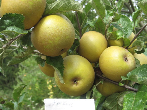 Bild Parkers Pepping