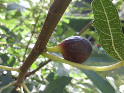 Bild Ronde de Bordeaux