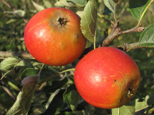 Bild Roter Holsteiner Cox