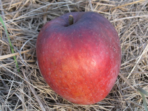 Bild Roter Winterhimbeerapfel